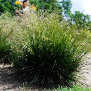 Deschampsia cespitosa  - Tufted Hairgrass