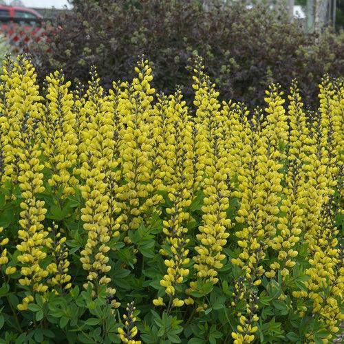 Baptisia 'Lemon Meringue' - Decadence® Lemon Meringue Baptisia