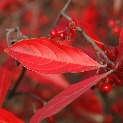 Aronia arbutifolia 'Brilliantissima' - Brilliant Red Chokeberry - Image 5