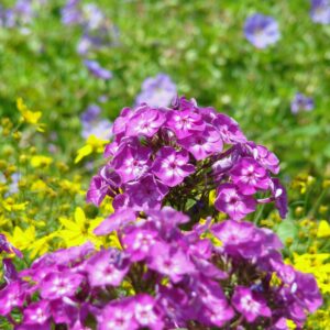 Phlox paniculata 'Volcano Purple with White Eye'  - Volcano® Purple with White Eye Phlox