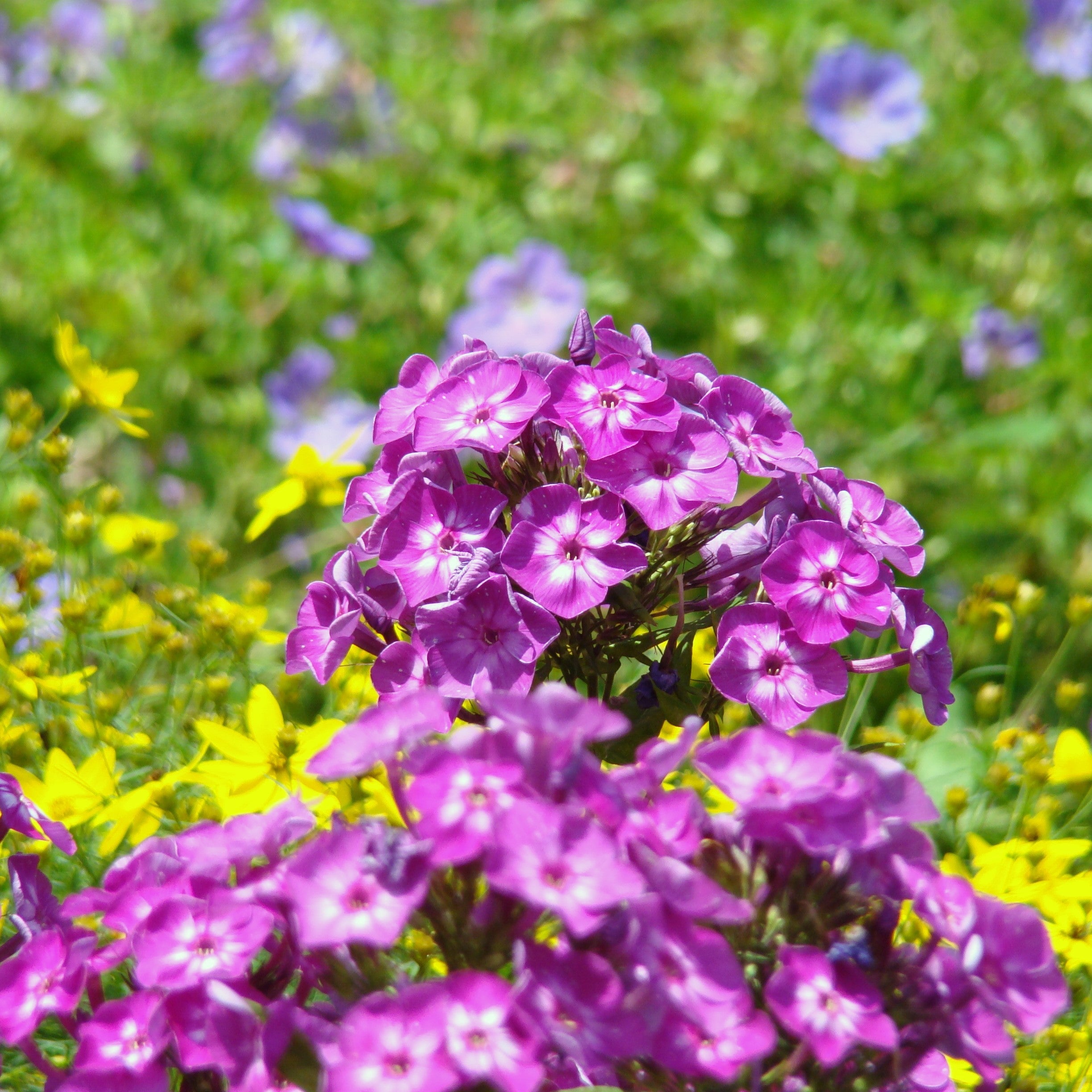 Phlox paniculata 'Volcano Purple with White Eye' - Volcano® Purple with White Eye Phlox