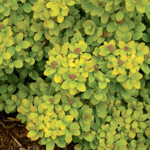 Spiraea betulifolia 'Tor Gold' - Glow Girl® Birchleaf Spirea - Image 3