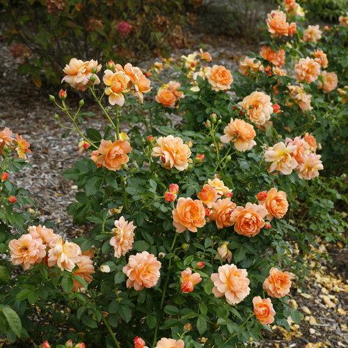 Rosa 'HORCOGJIL' PP 27541 - Proven Winners® Color Choice® At Last® Rose - Image 2