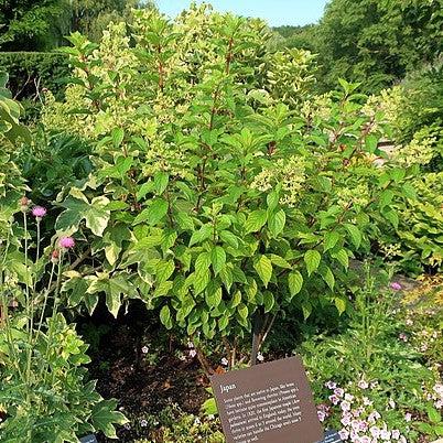 Hydrangea paniculata 'Renhy' - First Editions® Vanilla Strawberry™ Hydrangea - Image 5