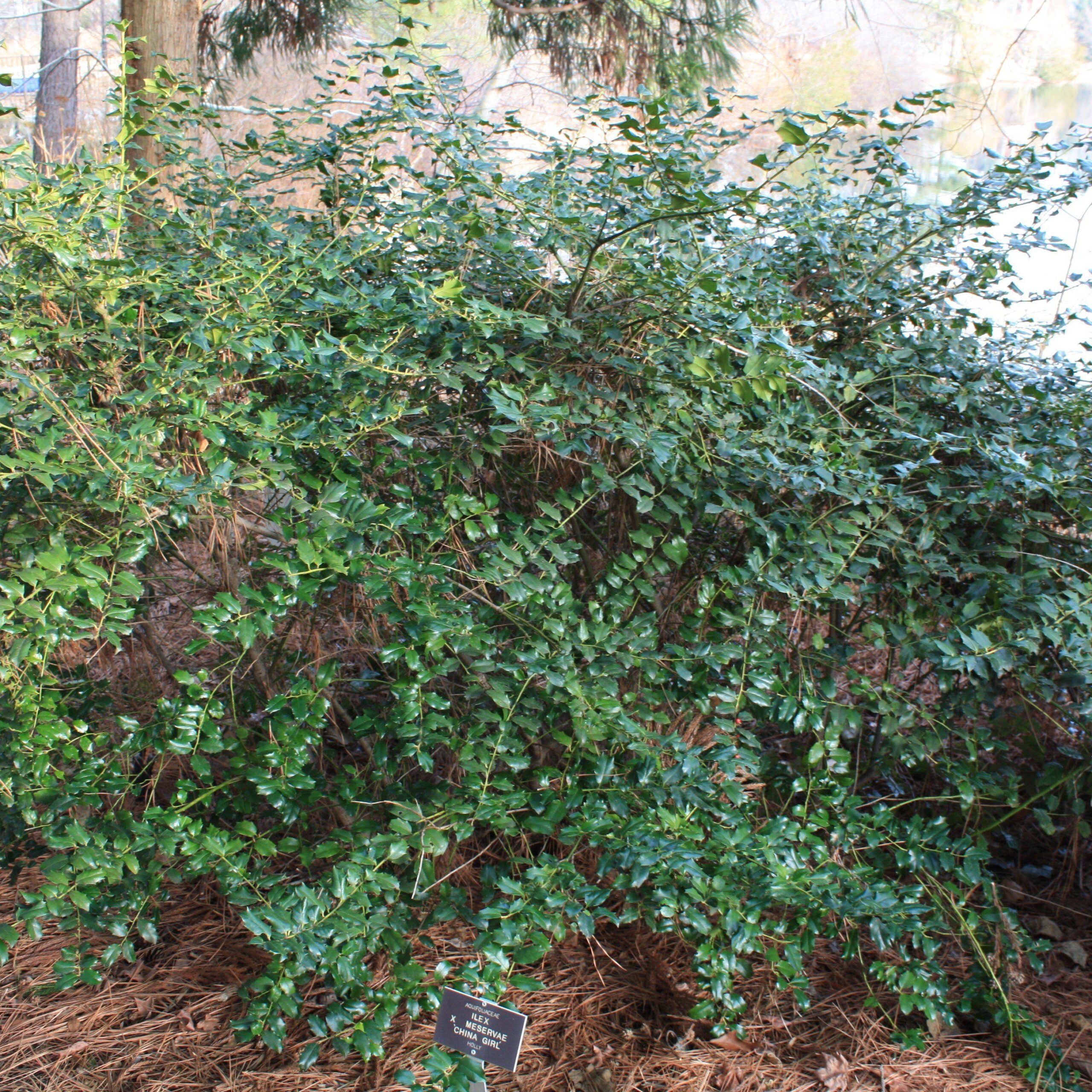 Ilex x meserveae 'Mesog' - China Girl® Holly - Image 2