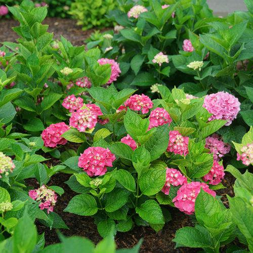 Hydrangea macrophylla 'SMNHMP' USPP 32,514 - Let's Dance® Big Band® Hydrangea - Image 6