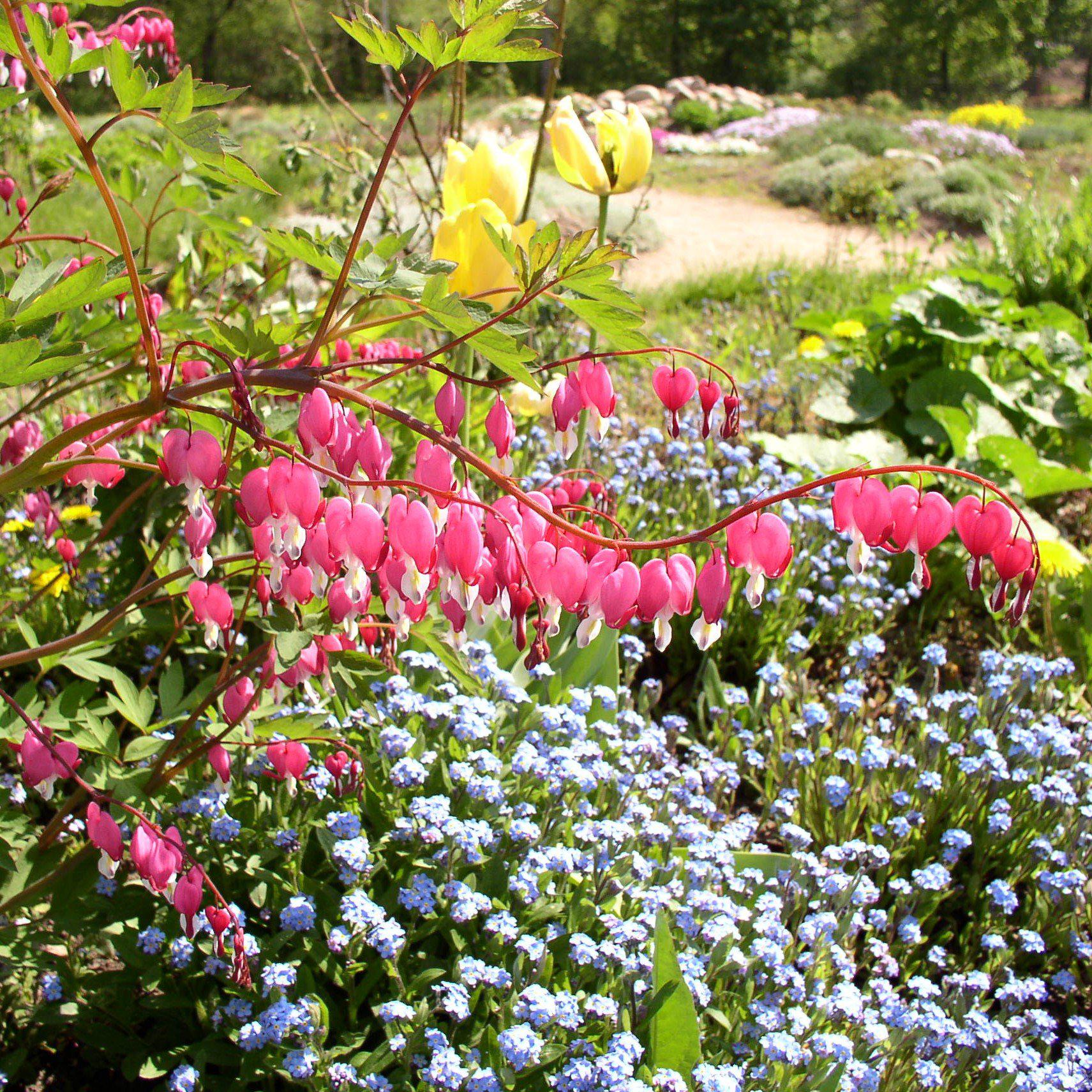 Dicentra spectabilis - Asian Bleeding Heart - Image 4