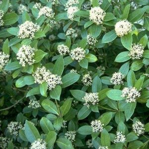 Skimmia japonica  - Japanese Skimmia