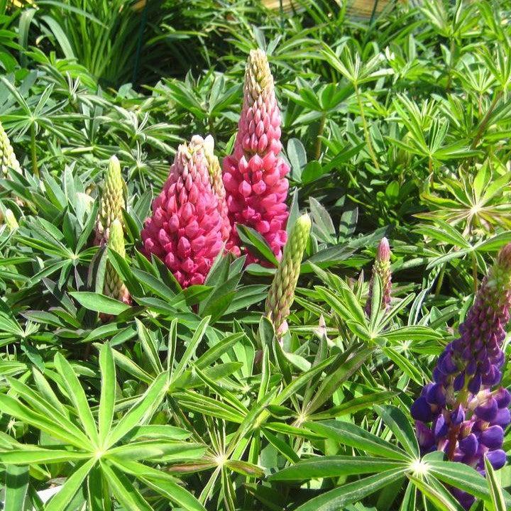 Lupinus 'Russell Hybrids Mix' - Russell Hybrids Mix Lupine - Image 2