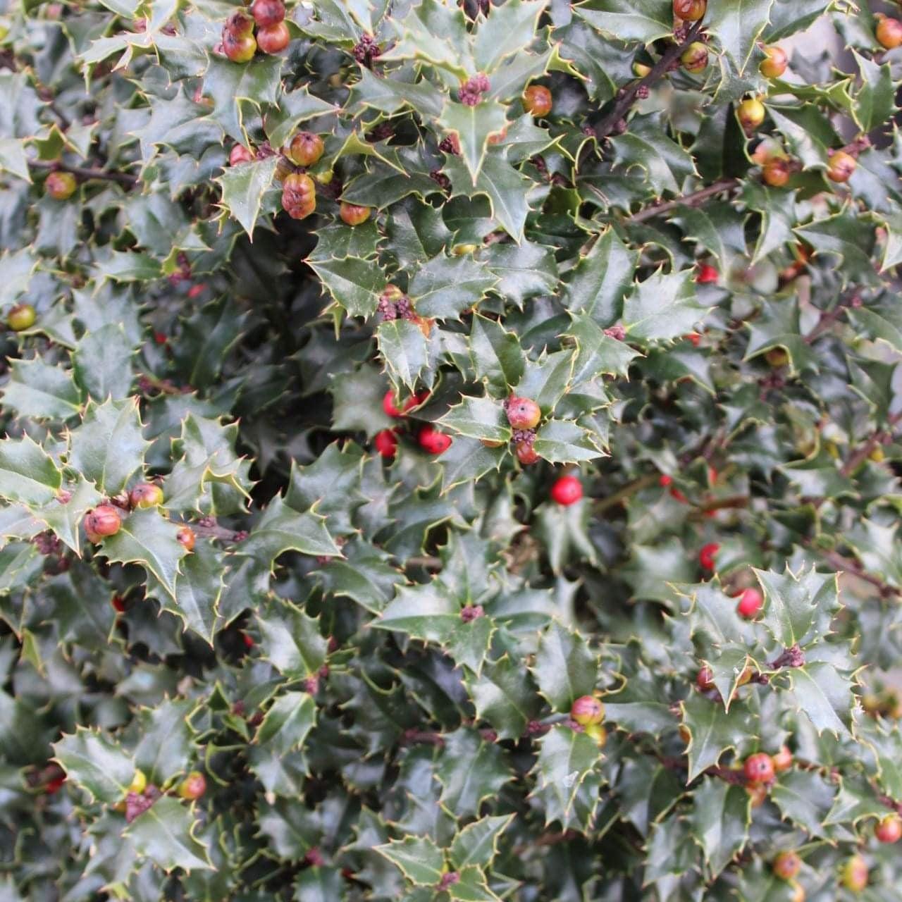 Ilex x 'Rutzan' - Red Beauty® Holly