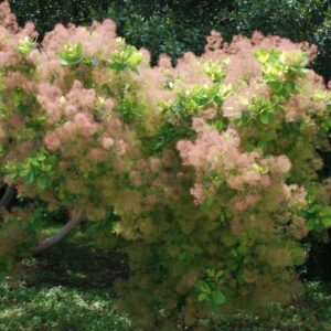 Cotinus obovatus 'American Smoketree'  - American Smoketree