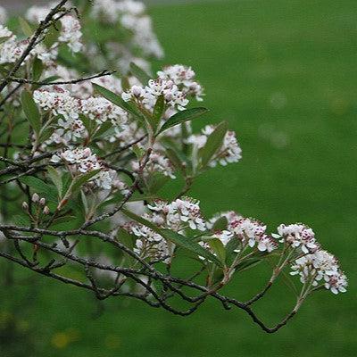 Aronia arbutifolia 'Brilliantissima' - Brilliant Red Chokeberry - Image 2