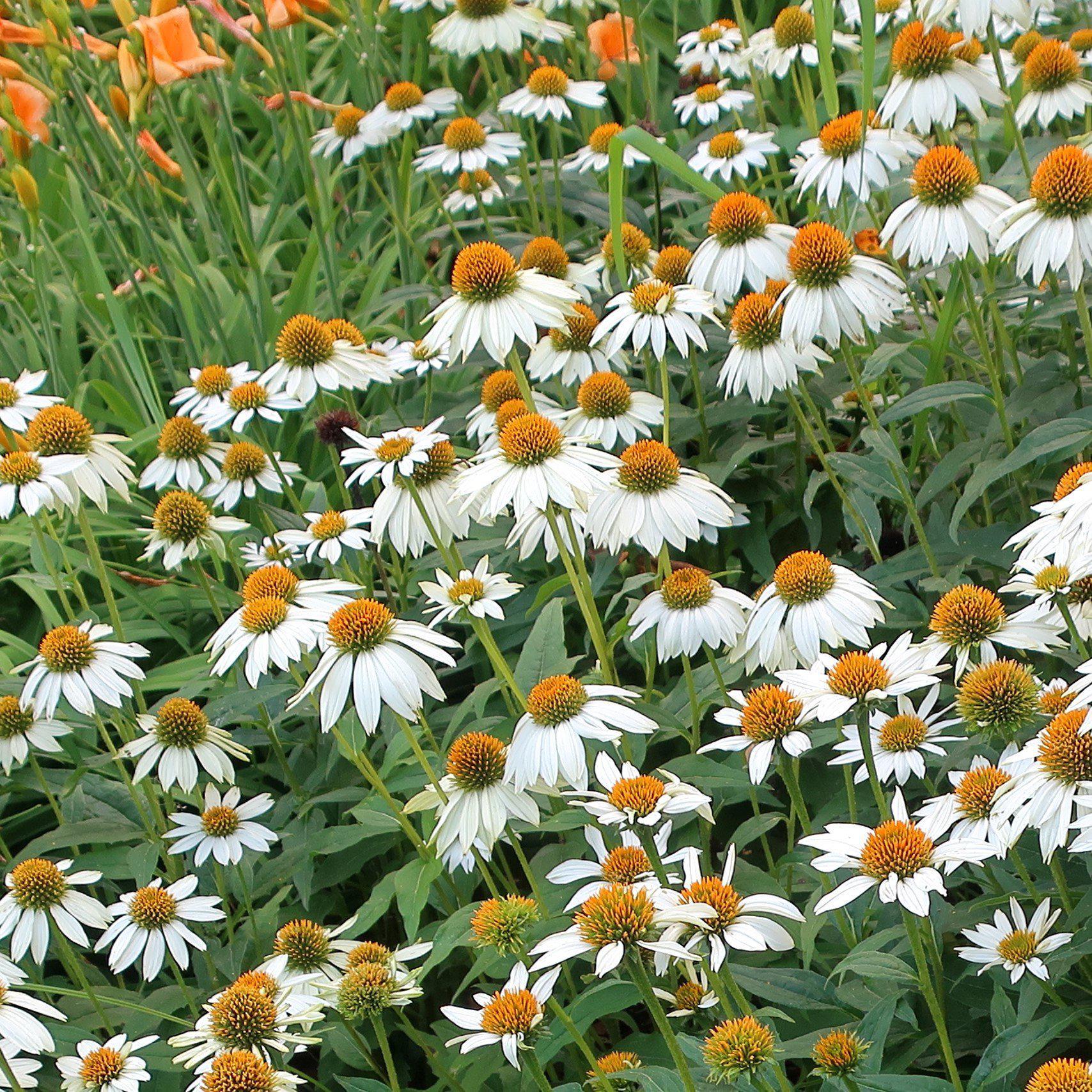 Echinacea purpurea 'PowWow White' - PowWow® White Echinacea, Coneflower - Image 7