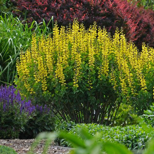 Baptisia 'Lemon Meringue' - Decadence® Lemon Meringue Baptisia - Image 2