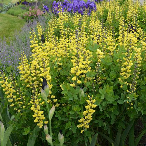 Baptisia 'Lemon Meringue' - Decadence® Lemon Meringue Baptisia - Image 4