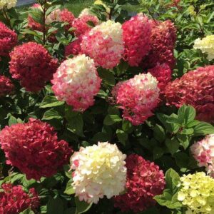 Hydrangea paniculata 'SMNHPH' PP33,207  - Proven Winners® Little Lime Punch® Hydrangea