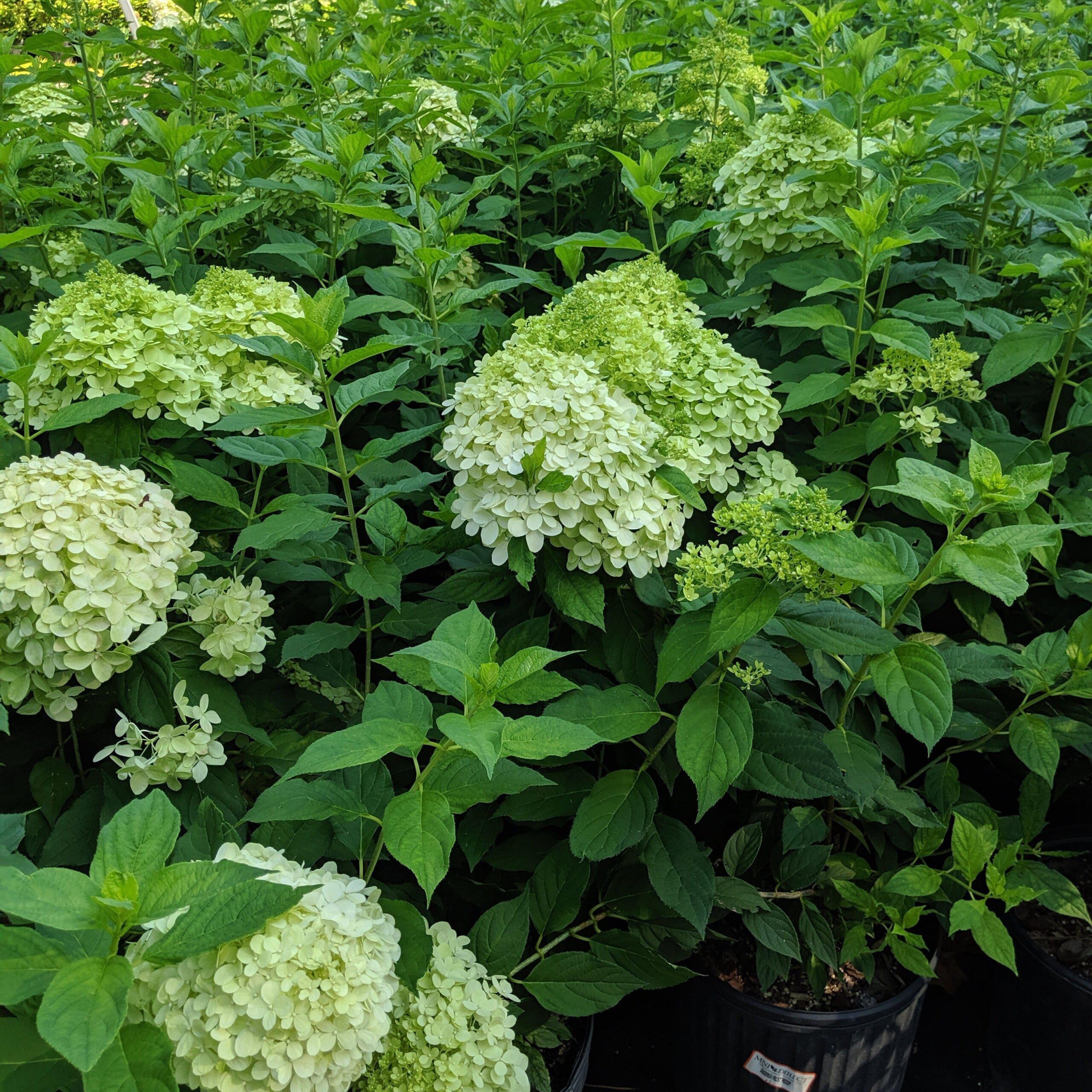 Hydrangea paniculata 'Limelight' - Proven Winners® Limelight® Hydrangea - Image 3