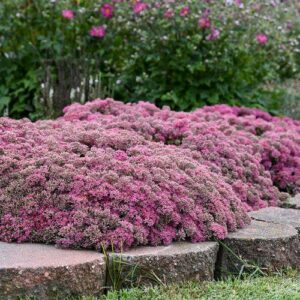 Sedum ‘Popstar’  - Rock 'N Round™ Popstar Stonecrop
