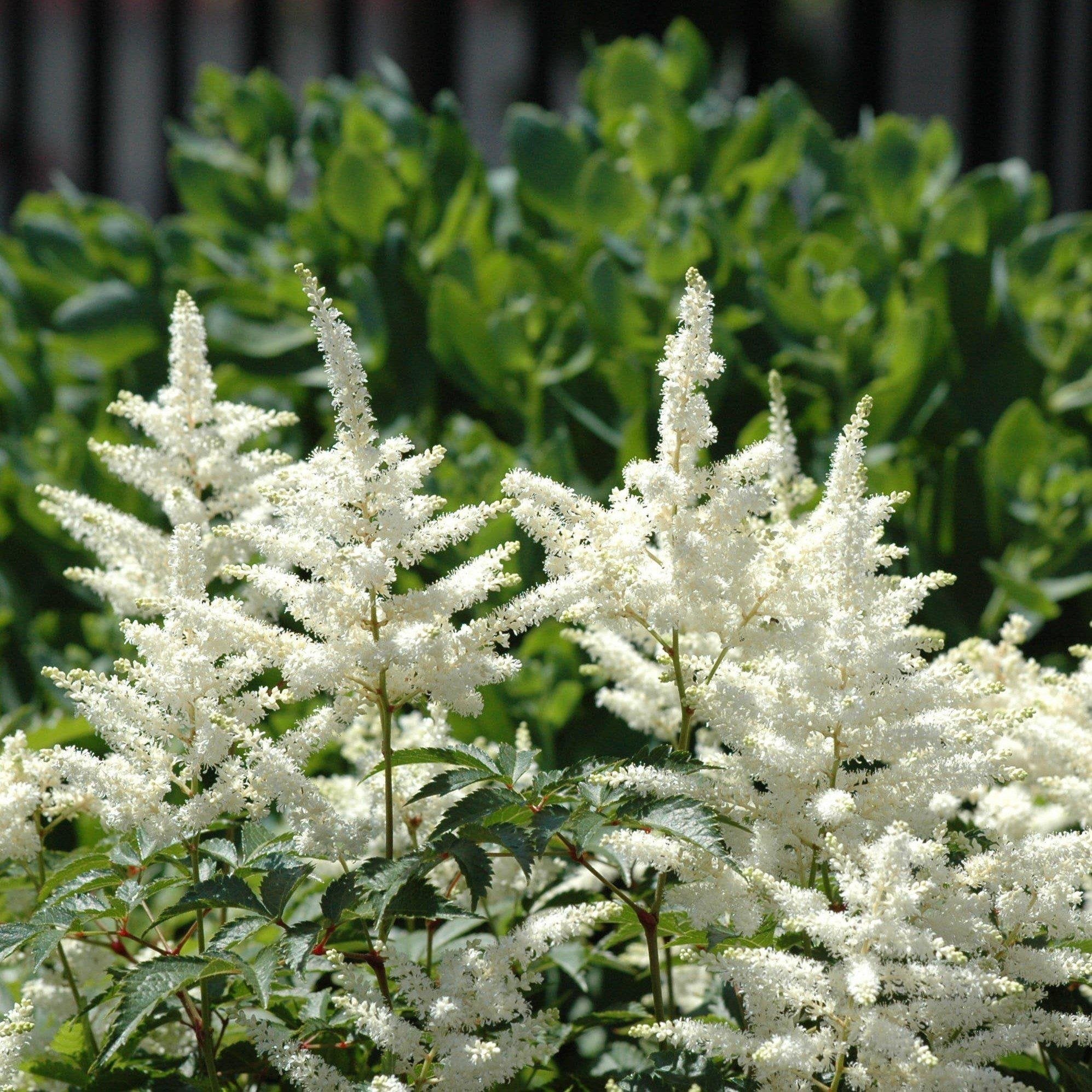 Astilbe chinensis 'Vision in White' - Vision in White Chinese Astilbe
