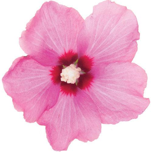 Hibiscus syriacus 'SHIMRR38' - PW® Lil' Kim® Red Hibiscus - Image 2