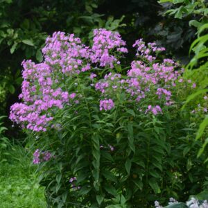 Phlox paniculata ‘Jeana’  - Jeana Garden Phlox