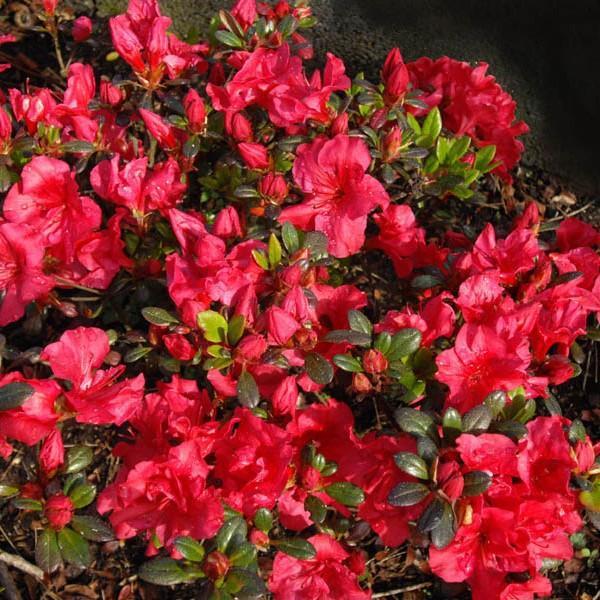 Azalea kaempferi 'Johanna' - Johanna Azalea - Image 2