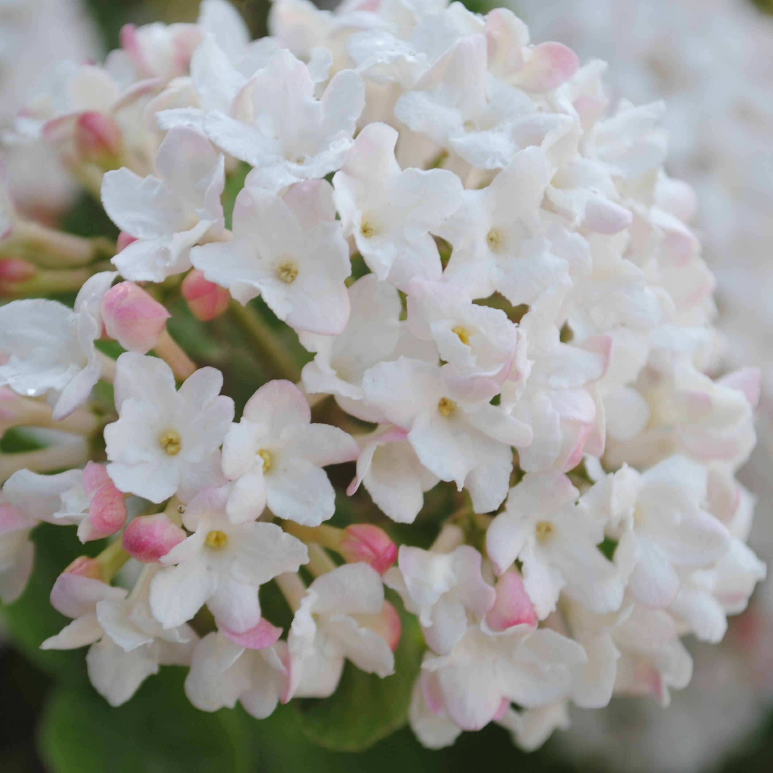 Viburnum carlesii ‘Select A’ - Spice Island™ Korean Spice Viburnum
