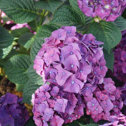 Hydrangea macrophylla 'SMNHMP' USPP 32,514 - Let's Dance® Big Band® Hydrangea - Image 3