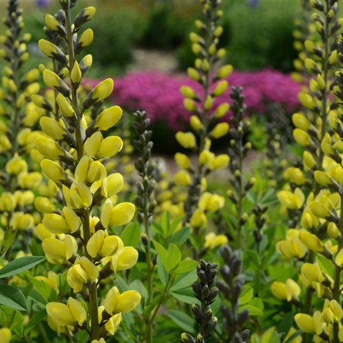 Baptisia 'Lemon Meringue' - Decadence® Lemon Meringue Baptisia - Image 7