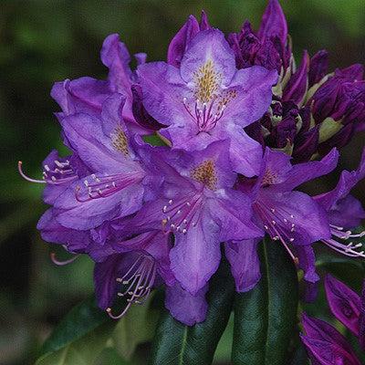Rhododendron x 'Lee's Dark Purple' - Lee's Dark Purple Rhododendron