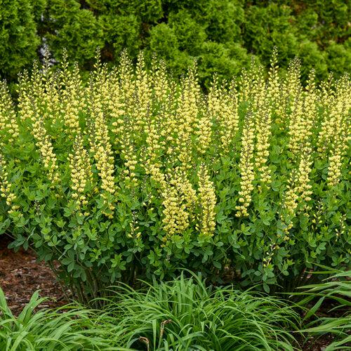 Baptisia 'Lemon Meringue' - Decadence® Lemon Meringue Baptisia - Image 5