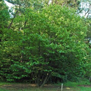 Asimina triloba  - Common Pawpaw, Tall Pawpaw