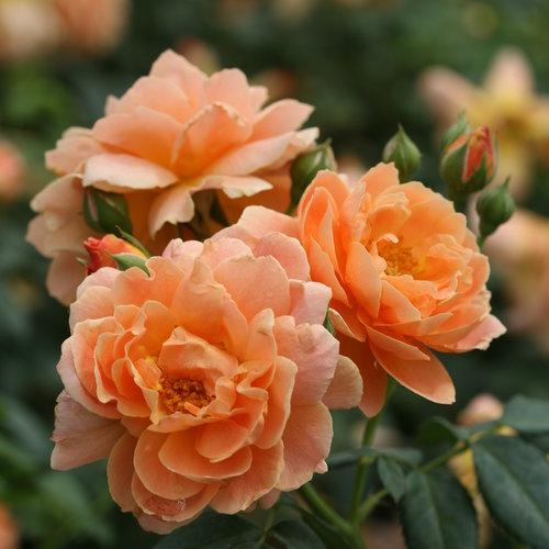 Rosa 'HORCOGJIL' PP 27541 - Proven Winners® Color Choice® At Last® Rose