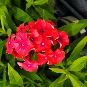 Phlox paniculata 'Barthirtyone'  - Volcano® Ruby Phlox