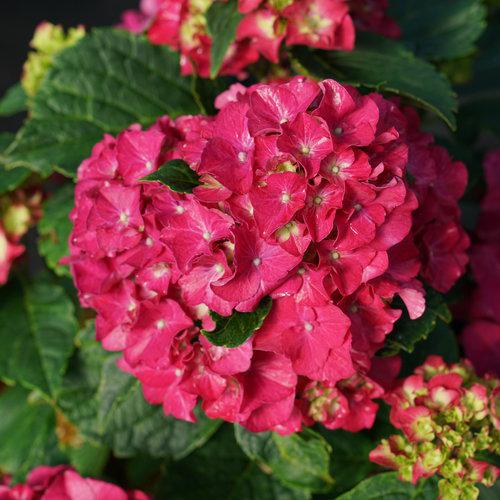 Hydrangea macrophylla 'Stragrum' - Wee Bit Grumpy® Hydrangea