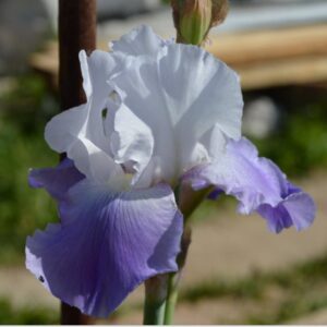 Iris germanica 'Clarence'  - Clarence Bearded Iris