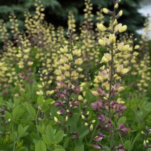 Baptisia 'Pink Lemonade' PP30,669  - PW® Decadence® Deluxe Pink Lemonade False Indigo