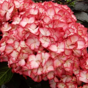 Hydrangea macrophylla 'Hokomabebos’  - Bloomin' Easy® Kimono Hydrangea