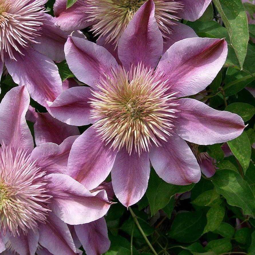 Clematis 'Evijohil' - Josephine™ Clematis - Image 2