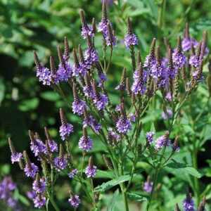 Verbena hastata  - Blue Vervain
