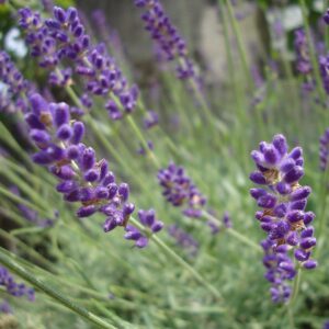 Lavandula angustifolia 'Hidcote'  - Hidcote English Lavender