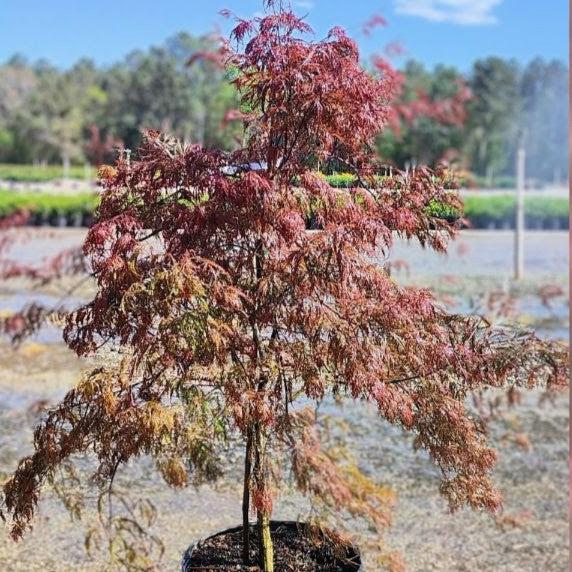Acer palmatum var. dissectum 'Crimson Queen' - Crimson Queen Japanese Maple - Image 4