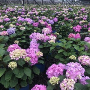 Hydrangea macrophylla 'P11HM-11'  - Endless Summer® Bloomstruck® Hydrangea