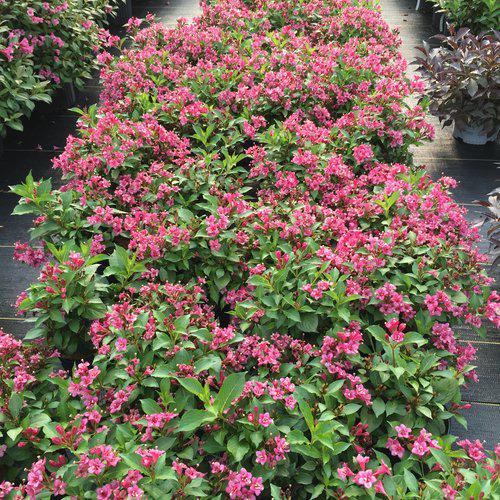 Weigela florida 'VUKOZLyra' - Snippet® Dark Pink Weigela - Image 2