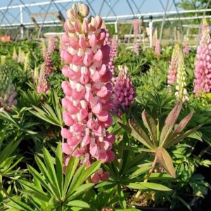 Lupinus 'Gallery Pink'   - Gallery Pink Lupine