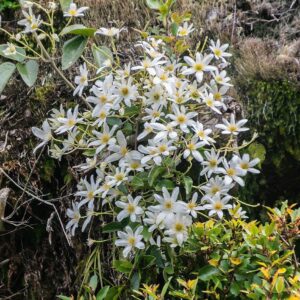 Clematis paniculata  - Autumn Clematis