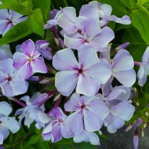 Phlox paniculata 'Barphlopanflaliblue'  - Volcano® Lilac Splash Phlox