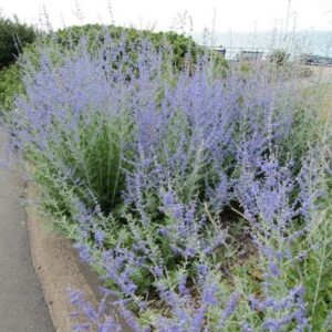 Perovskia atriplicifolia 'Blue Jean Baby'  - Blue Jean Baby Russian Sage
