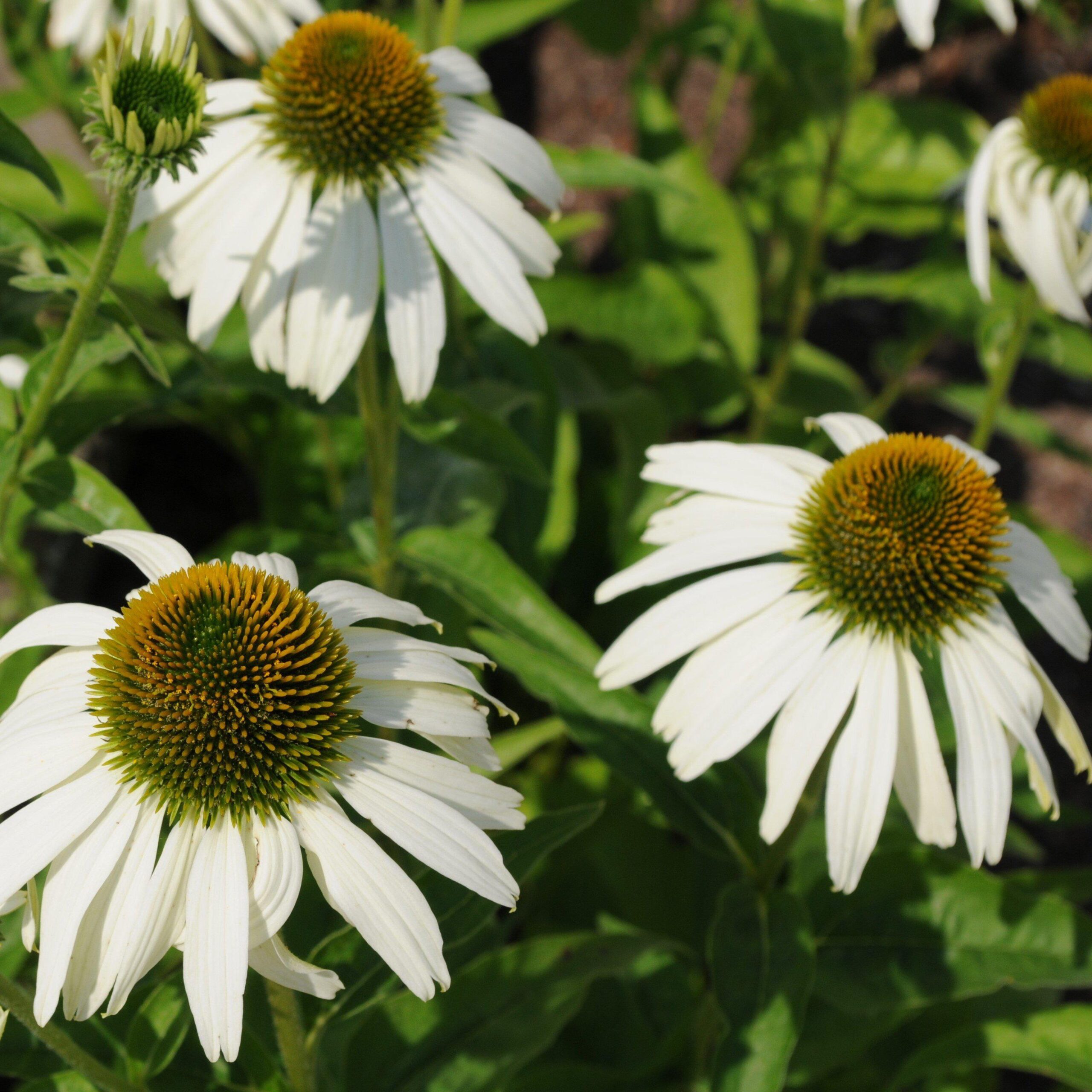 Echinacea purpurea 'White Swan' - White Swan Echinacea, Coneflower