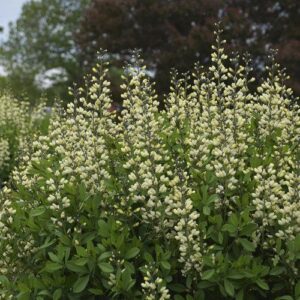 Baptisia 'Vanilla Cream'  - Decadence® Vanilla Cream False Indigo